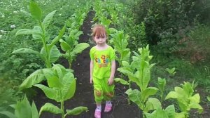 Выращивание и Уход за Курительным Табаком на Своем Приусадебном Участке. Первый Сбор Урожая.