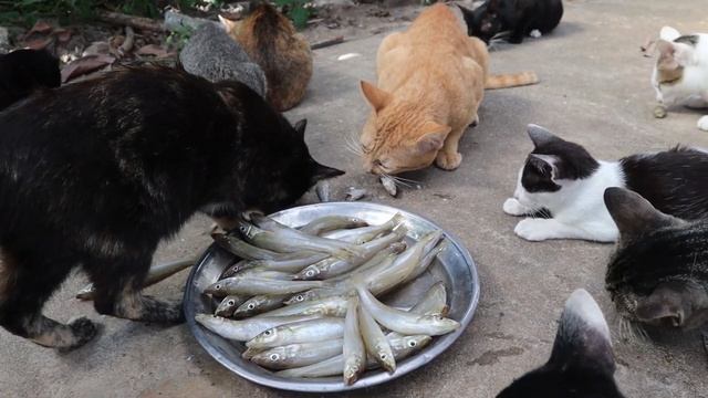 Cats eating raw fish смотреть онлайн