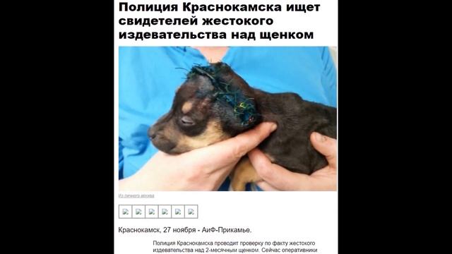 СПАСЕНИЕ ЖИВОТНЫХ С ТОГО СВЕТА \ ТРОГАТЕЛЬНЫЕ ИСТОРИИ смотреть онлайн