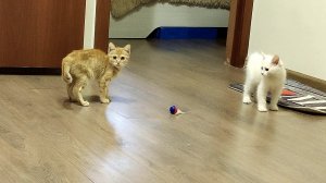 Котята играют мячиком с перьями.