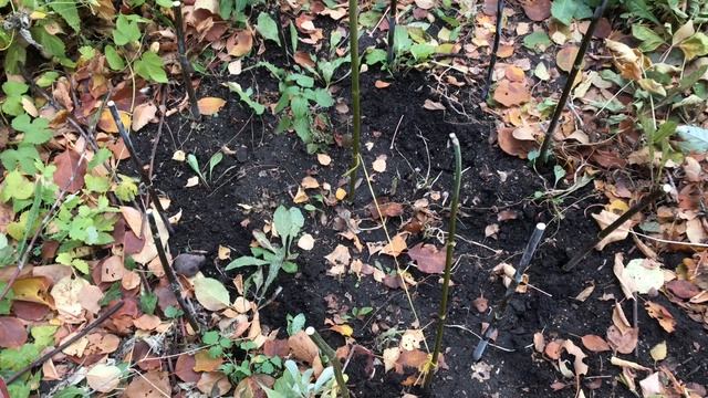 Клумба из веток. Просто и красиво смотреть онлайн