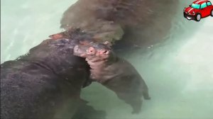 Animals of Africa for Kids to Learn. Животные Африки на английском - голоса и звуки