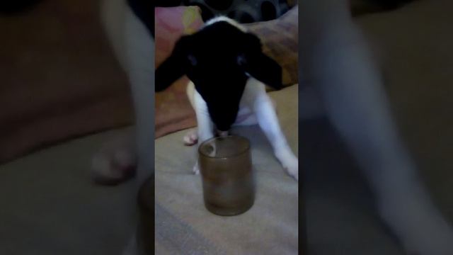 Собака пьёт чай смотреть онлайн