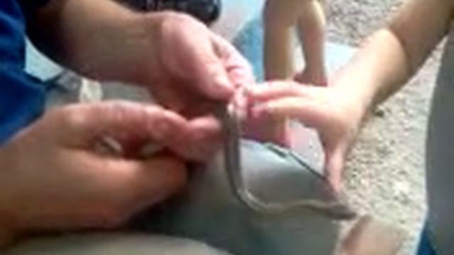 уж или гадюка смотреть онлайн