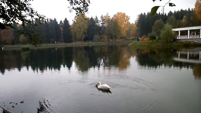БЕЛЫЙ ЛЕБЕДЬ НА ПРУДУ смотреть онлайн
