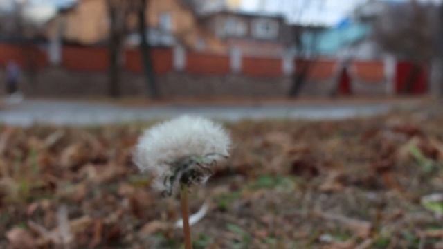 Video teat Canon-EOS 700D смотреть онлайн