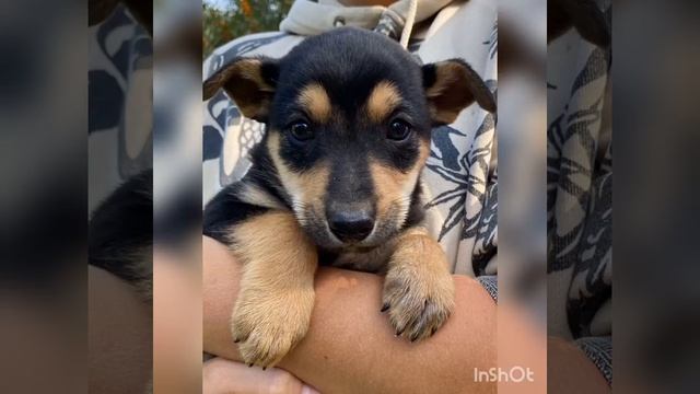 Новая Москва,щенки ищут дом смотреть онлайн