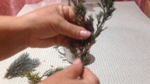 Размножение хвойных растений черенками.