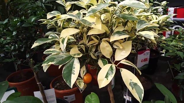 Комнатные цветы. Что новенького в садовом центе "Планета Лета" ,спустя 12 дней. смотреть онлайн