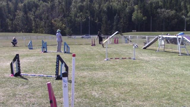 Quasi(modo) @ 2021 AB/NWT Agility Regional Championships. Standard 2: 155.56 pts. 1st overall. смотреть онлайн
