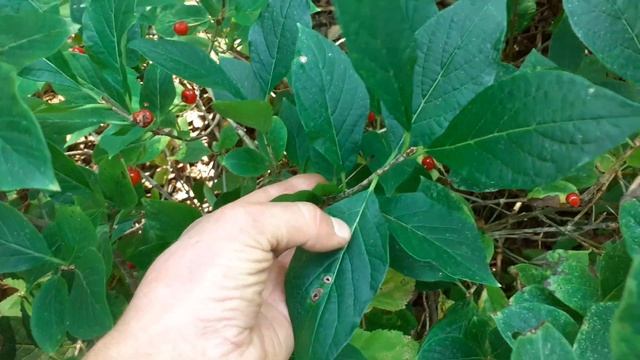 Жимолость альпийская. Копозиция. Небольшой обзор. смотреть онлайн