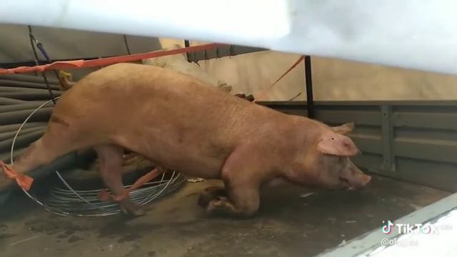 Прикол. Кабан делает зарядку. смотреть онлайн