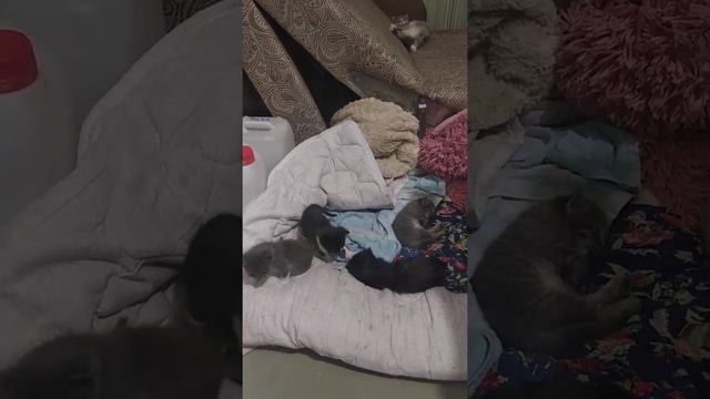 нелегко быть многодетной мамой!)кошки тоже устают )первый раз мать смотреть онлайн