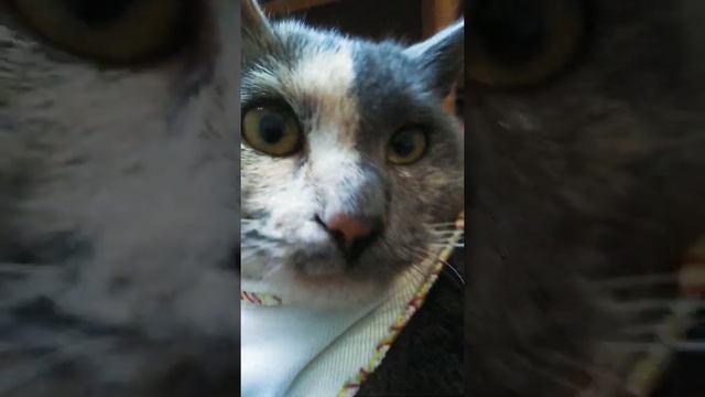 Мы в обновке - попонке! смотреть онлайн