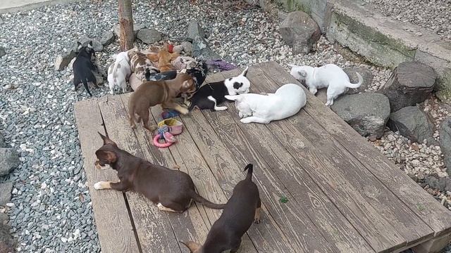 почему щенок кусается и что с этим делать питомник чихуахуа Кастропуло, продажа+79787458062 доставк смотреть онлайн