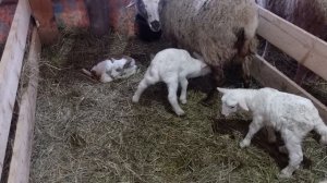 ОДИН В ДЕРЕВНЕ НЕ СПРАВЛЯЕТСЯ ?