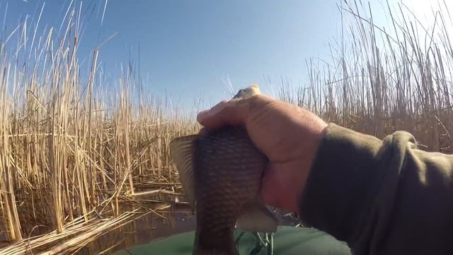 КАРАСЬ ИДЁТ!!! | ЛОВЛЯ КАРАСЯ НА ПОПЛАВОК смотреть онлайн