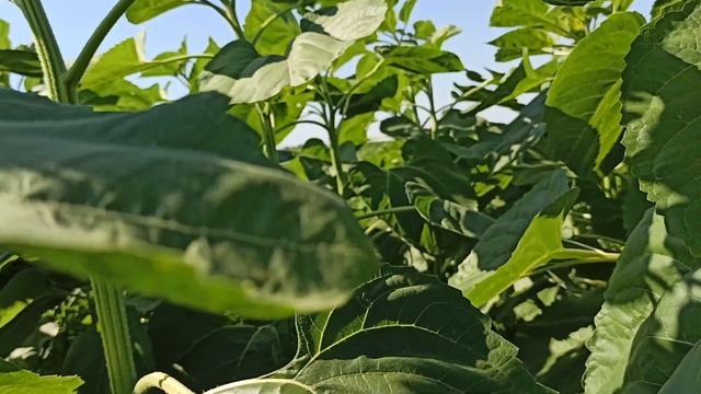 Огляд соняшника, проект - "Соняшник і вовчок" (Лайм 09.07.21р.). смотреть онлайн