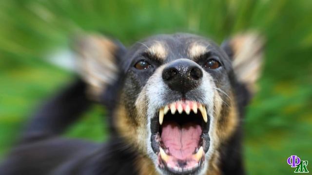 Бездомная КОШКА бежала за девушкой и кричала, но вдруг сгорбилась и опустила мордочку, она поняла.. смотреть онлайн