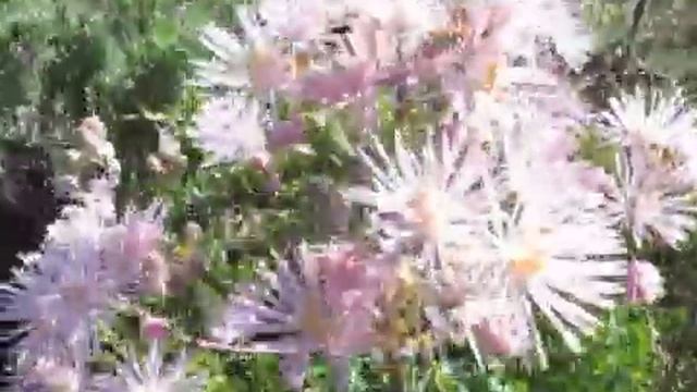 Василистник, Thalictrum смотреть онлайн