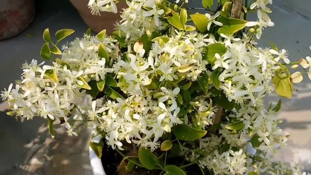 Growing All Time Fragrant Star Jasmine/Clematis स्टार जैस्मीन/मोग्रा की किस्म कैसे उगाएं (जानकारी) смотреть онлайн