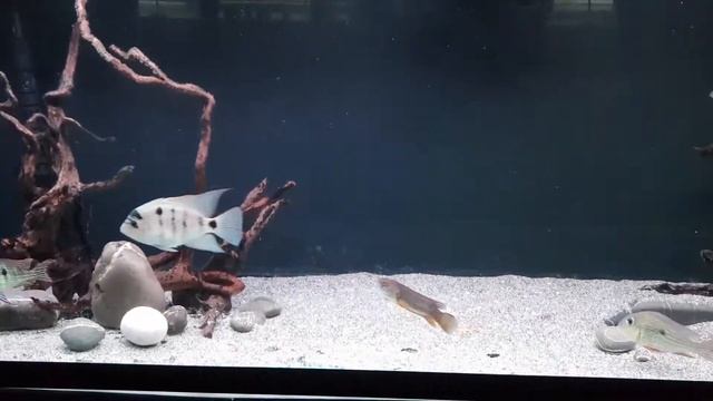 Vieja Argentea, Vieja Melanura, Geophagus & Arowana Update