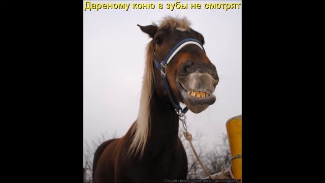 ДАРЕНОМУ КОНЮ смотреть онлайн