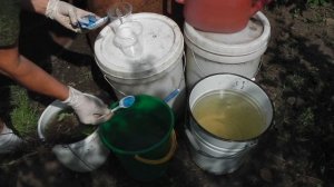 КАК ОБЕЗЗАРАЗИТЬ  РАССАДУ КЛУБНИКИ (ЗЕМЛЯНИКИ) ПЕРЕД ПОСАДКОЙ