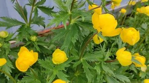 КУПАЛЬНИЦА ЕВРОПЕЙСКАЯ. Растение для влажной полутени