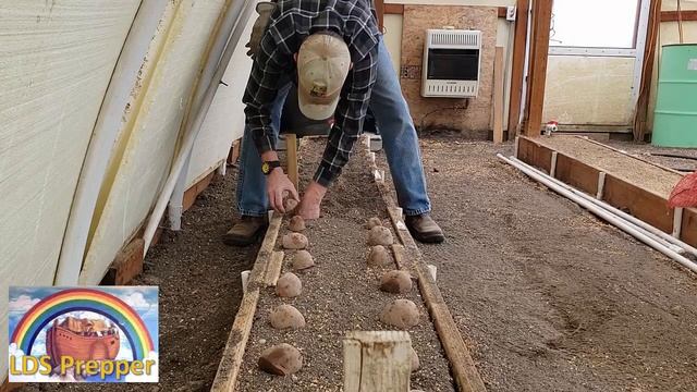 The Red Potato Face Off - Dark Red Norland Vs Chieftain