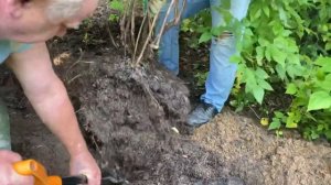 КАК РАССАДИТЬ ЖИМОЛОСТЬ!