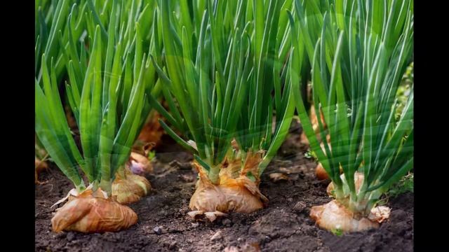 5 мая – Лука, Луковый день. Обязательно сегодня съешьте лук. Народные обряды и приметы.