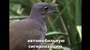 Птица лирохвост.