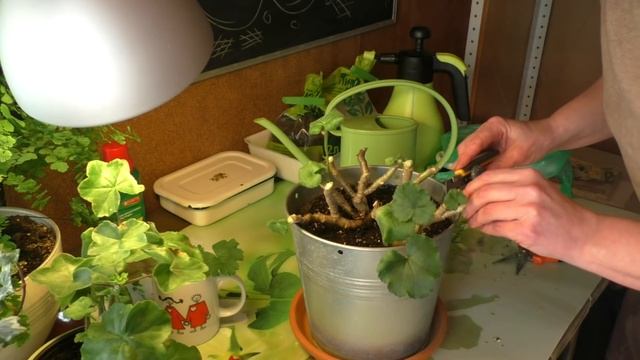 Пеларгония уход и размножение после зимы Обзор и немного ухода смотреть онлайн