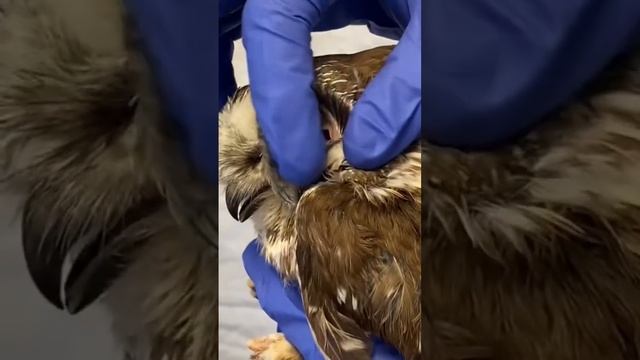 Теперь вы знаете, как выглядят уши у сов. И такое уже не забыть смотреть онлайн