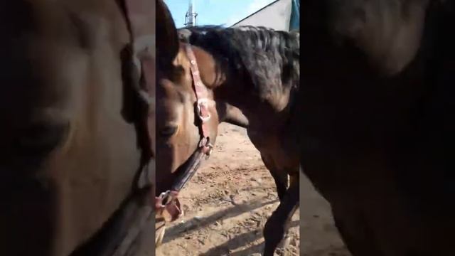 Беременяшка идёт домой. Беременная лошадь. Скоро будет детка)) смотреть онлайн