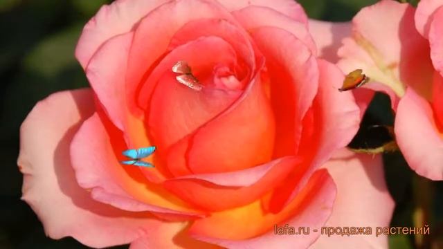 Роза чайно-гибридная Мондиаль (rosa hybrid tea mondiale) ? обзор: как сажать, саженцы розы Мондиаль смотреть онлайн