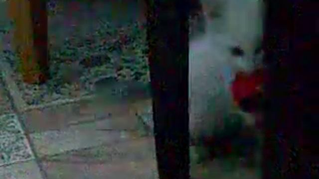 котенку скучно! смотреть онлайн