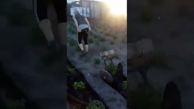 Посадил картошку, нужно правильно окучивать!!! смотреть онлайн