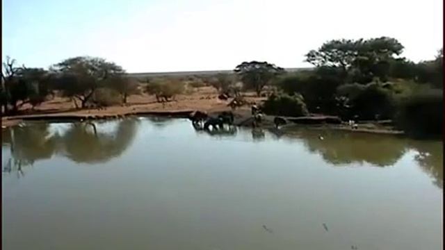 Monitor Lizard and Wildebeest at PP 19/6/11 смотреть онлайн