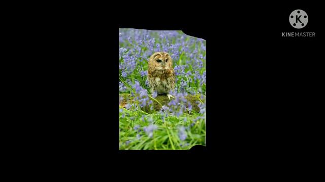 Милые и красивые звери на аву 1ч. смотреть онлайн