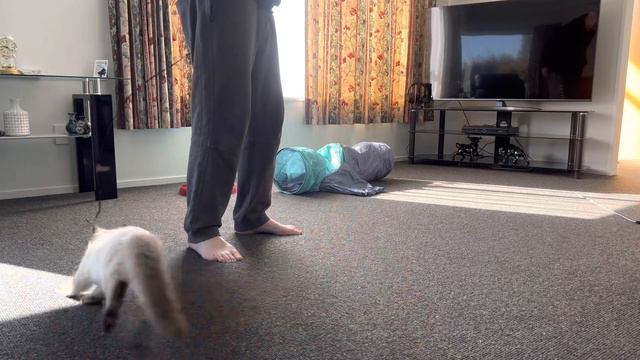 Shadow, seal point ragdoll kitten смотреть онлайн
