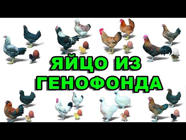 Принимаю заявки на яйцо породной птицы из генофонда смотреть онлайн