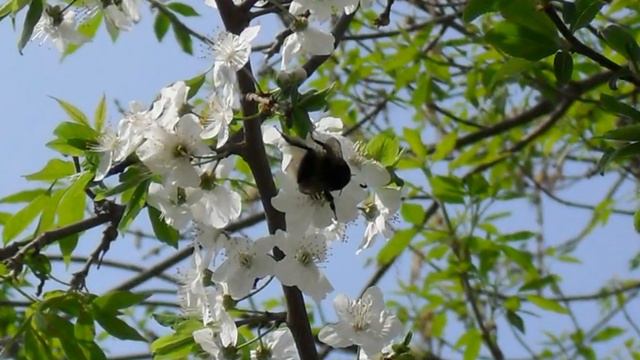 Московская липа цветет в Китай городе смотреть онлайн