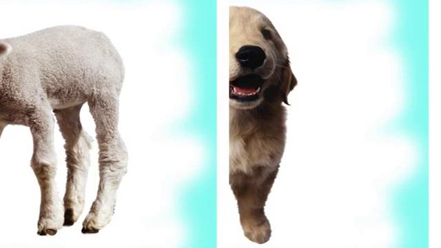 Развивающие карточки для детей - детеныши домашних животных смотреть онлайн