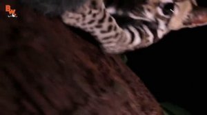 АТАКА ОЦЕЛОТА / Койот Питерсон на русском