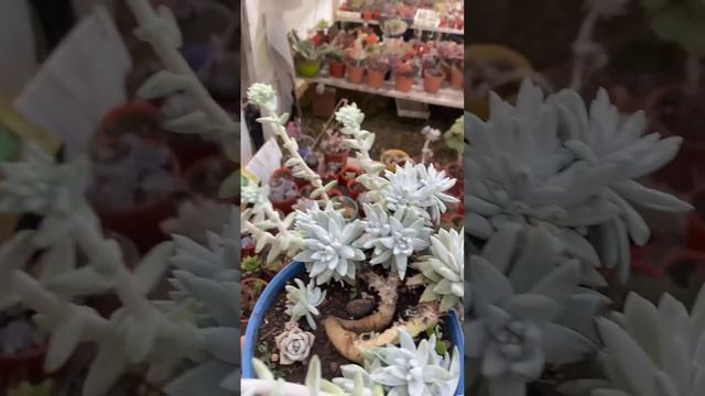 Dudleya "Gnoma". (Crassulaceae) смотреть онлайн