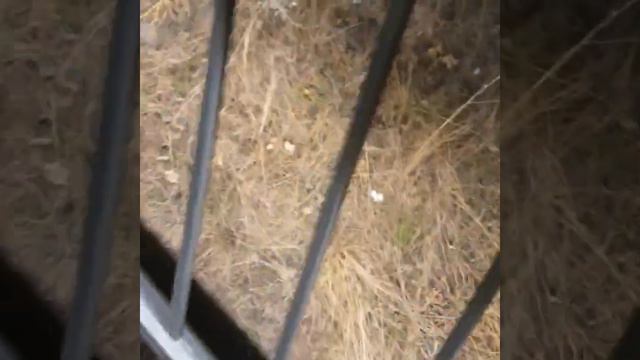 Торгашинский хребет. Ночная экскурсия. Медиафорум "Енисей.РФ"-2022 смотреть онлайн