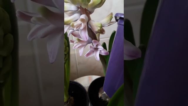 Гиацинт из Магнита часть 2 смотреть онлайн