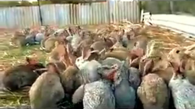 Ушки на макушке смотреть онлайн